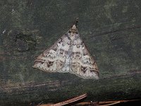 Discolored Renia Moth